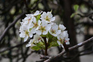 Elma ağacının beyaz çiçeklerinin manzarası. Güzel açan bahar ağacı.