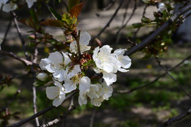 İlkbaharda çiçek açan ağacın manzarasını kapat