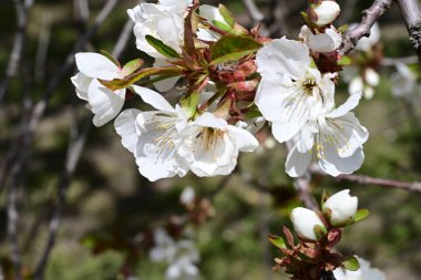 İlkbaharda çiçek açan ağacın manzarasını kapat