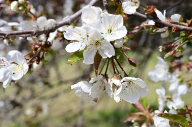 İlkbaharda çiçek açan ağacın manzarasını kapat