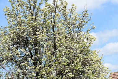 Baharda mavi gökyüzüne karşı çiçek açan ağaç.
