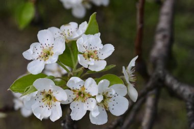 İlkbaharda çiçek açan ağacın manzarasını kapat