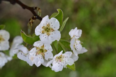 İlkbaharda çiçek açan ağacın manzarasını kapat