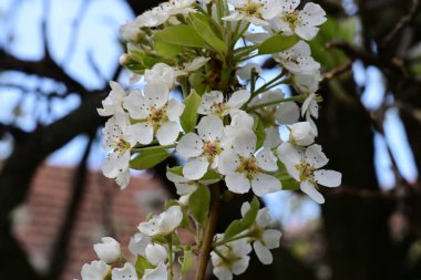İlkbaharda çiçek açan ağacın manzarasını kapat