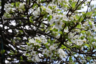 İlkbaharda çiçek açan ağacın manzarasını kapat