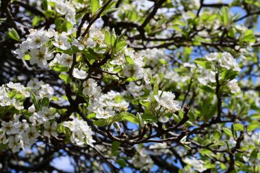 İlkbaharda çiçek açan ağacın manzarasını kapat