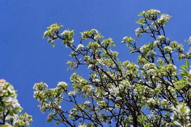 Baharda mavi gökyüzüne karşı çiçek açan ağaç.