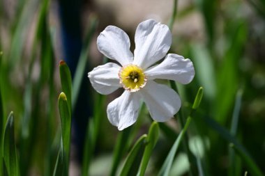 Bahçede büyüyen güzel beyaz çiçekler