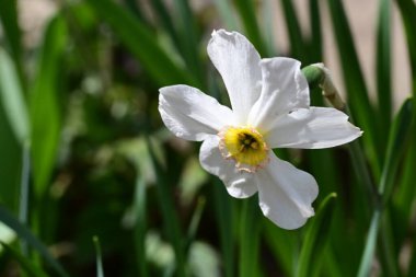 Bahçede büyüyen güzel beyaz çiçekler