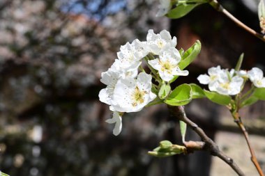 İlkbaharda çiçek açan ağacın manzarasını kapat