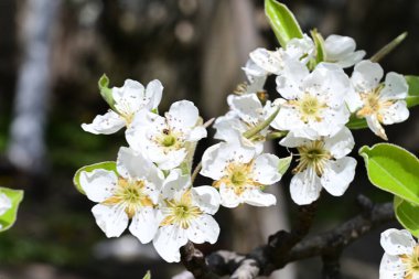 İlkbaharda çiçek açan ağacın manzarasını kapat