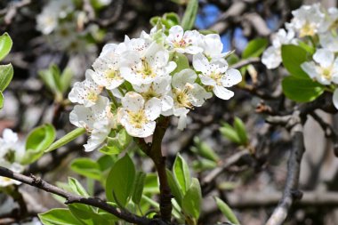 İlkbaharda çiçek açan ağacın manzarasını kapat