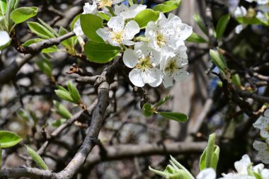 İlkbaharda çiçek açan ağacın manzarasını kapat