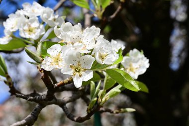 İlkbaharda çiçek açan ağacın manzarasını kapat