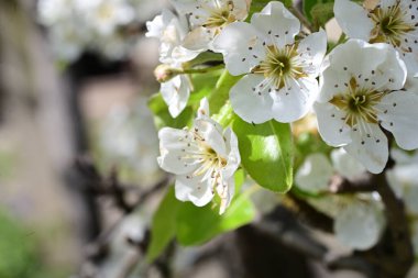 İlkbaharda çiçek açan ağacın manzarasını kapat