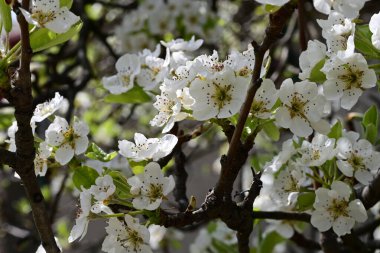 İlkbaharda çiçek açan ağacın manzarasını kapat