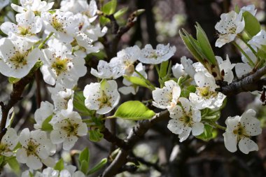 İlkbaharda çiçek açan ağacın manzarasını kapat
