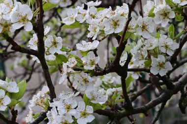 İlkbaharda çiçek açan ağacın manzarasını kapat