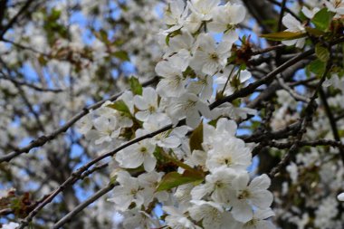 İlkbaharda çiçek açan ağacın manzarasını kapat
