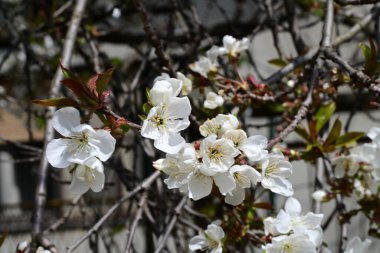 İlkbaharda çiçek açan ağacın manzarasını kapat