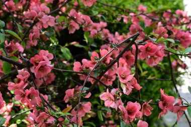 Bahçedeki ağaçta açan güzel çiçekler.