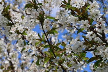 Elma ağacının beyaz çiçeklerinin manzarası. Güzel açan bahar ağacı.