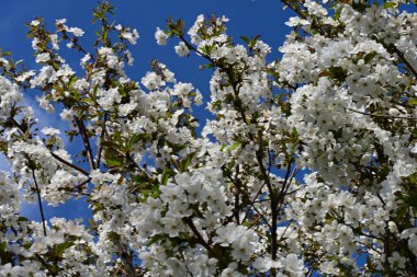 Elma ağacının beyaz çiçeklerinin manzarası. Güzel açan bahar ağacı.