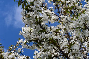 Elma ağacının beyaz çiçeklerinin manzarası. Güzel açan bahar ağacı.