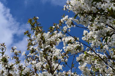 Elma ağacının beyaz çiçeklerinin manzarası. Güzel açan bahar ağacı.