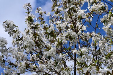 Elma ağacının beyaz çiçeklerinin manzarası. Güzel açan bahar ağacı.