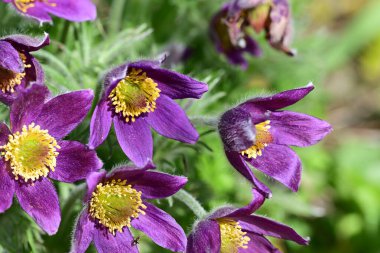 Bahçedeki güzel menekşe çiçeklerinin yakın görüntüsü 