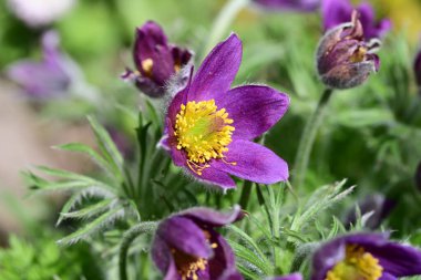 Bahçedeki güzel menekşe çiçeklerinin yakın görüntüsü 