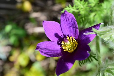 Bahçedeki güzel menekşe çiçeğinin yakın görüntüsü 