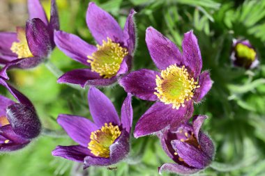 Bahçedeki güzel menekşe çiçeklerinin yakın görüntüsü 