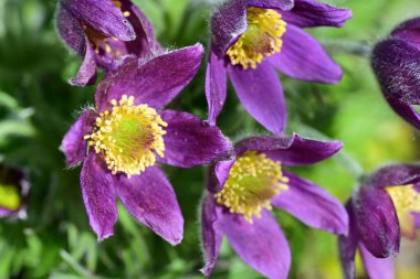 Bahçedeki güzel menekşe çiçeklerinin yakın görüntüsü 