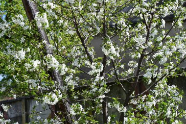 Elma ağacının beyaz çiçekleri. Güzel açan bahar ağacı.