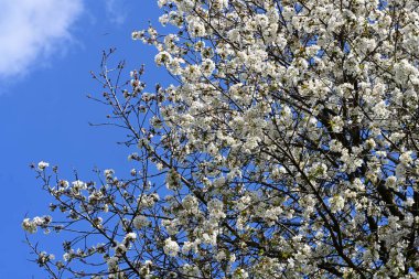 Elma ağacının beyaz çiçekleri. Güzel açan bahar ağacı.