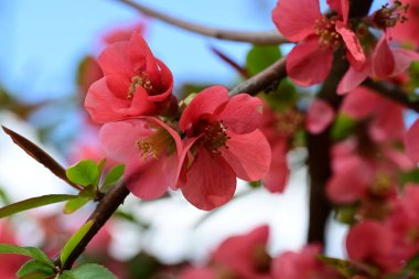 Bahçedeki ağaçta açan güzel çiçekler.