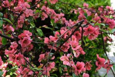 Bahçedeki ağaçta açan güzel çiçekler.