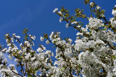 Baharda mavi gökyüzüne karşı çiçek açan ağaç.
