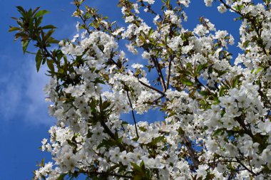 Baharda mavi gökyüzüne karşı çiçek açan ağaç.