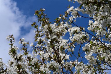 Baharda mavi gökyüzüne karşı çiçek açan ağaç.