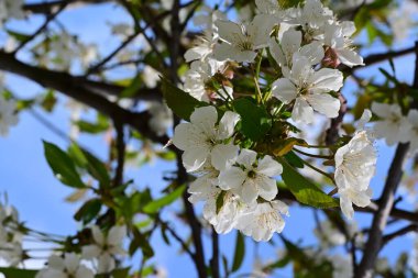 İlkbaharda çiçek açan ağacın manzarasını kapat