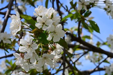 İlkbaharda çiçek açan ağacın manzarasını kapat