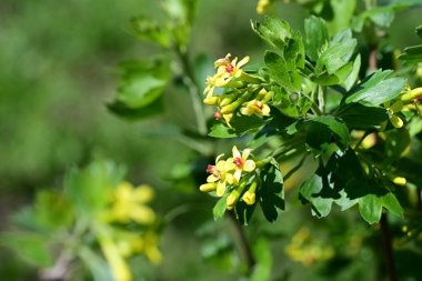 Bahçede yetişen sarı çiçekleri kapatın.