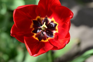 Bahçede büyüyen parlak kırmızı çiçekler