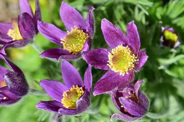 Bahçedeki güzel menekşe çiçeklerinin yakın görüntüsü 