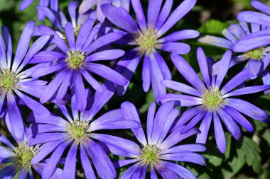 Güneşli yaz gününde bahçede yetişen güzel mor çiçekler.