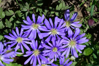 Güneşli yaz gününde bahçede yetişen güzel mor çiçekler.