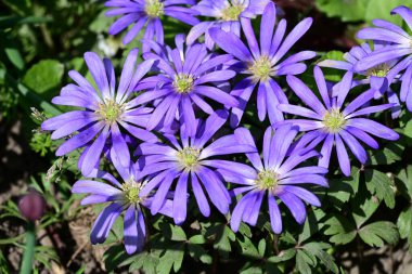 Güneşli yaz gününde bahçede yetişen güzel mor çiçekler.